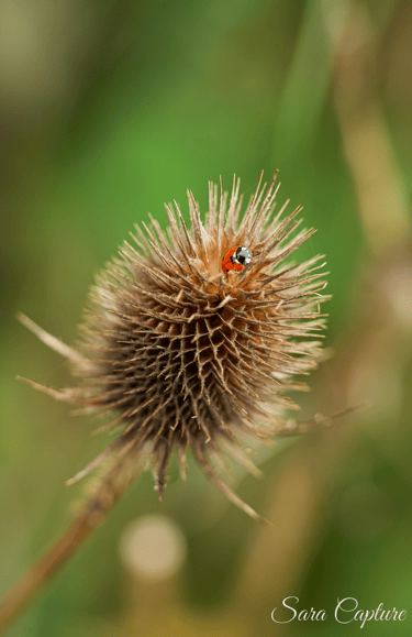 Kleine landdieren