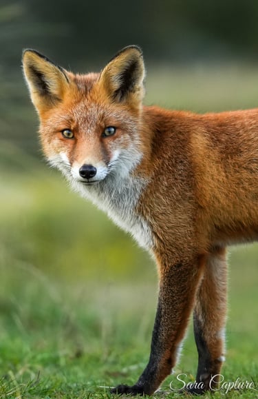 Grote landdieren