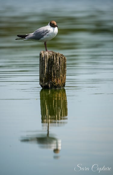 Vogels