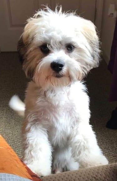 Mal-Shi on hind legs leaning on couch.
