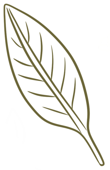 dessin d'une feuille