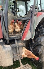 Three chooks standing in the footwell of a tractor, one jumping down from the second step
