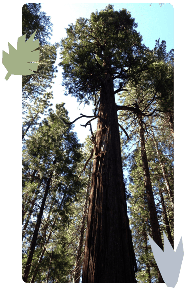 Redwood tree with woodcuts of leaves and grass overlaying it.
