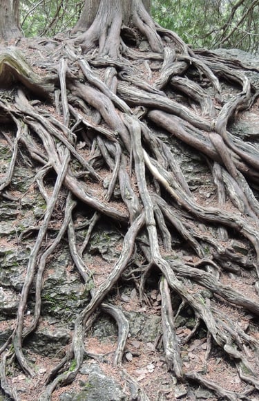 Exposed tree roots on a boulder, identified during a Natural Heritage Evaluation near West Grey.