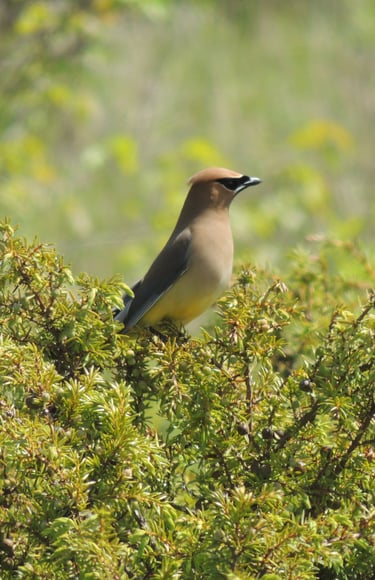 A Cedar Waxwing bird identified during a Natural Heritage Evaluation near Wiarton, Ontario..