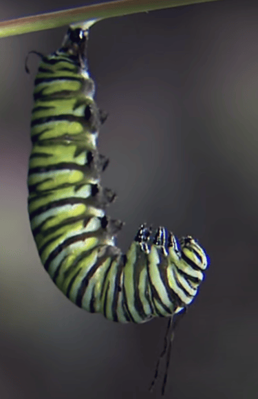 Monarch caterpillar J