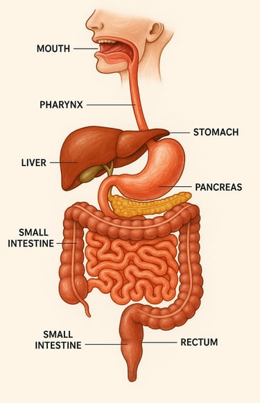Human digestive system anatomy showing gut health pathway