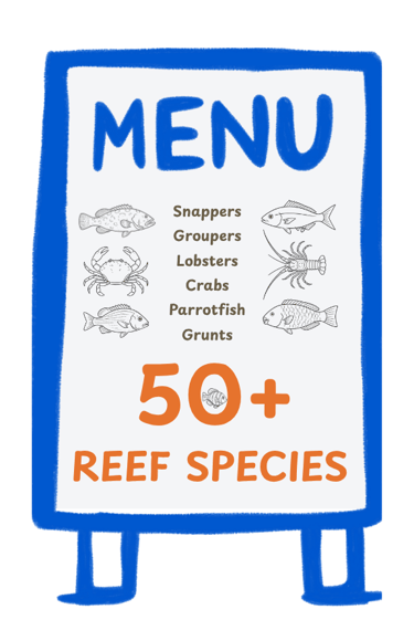 The lionfish is an insatiable predator preying on over 50 reef species