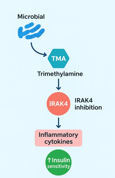 Microbial Trimethylamine Blunts Metabolic Inflammation: How Your Gut Microbiome Could Be the Key to