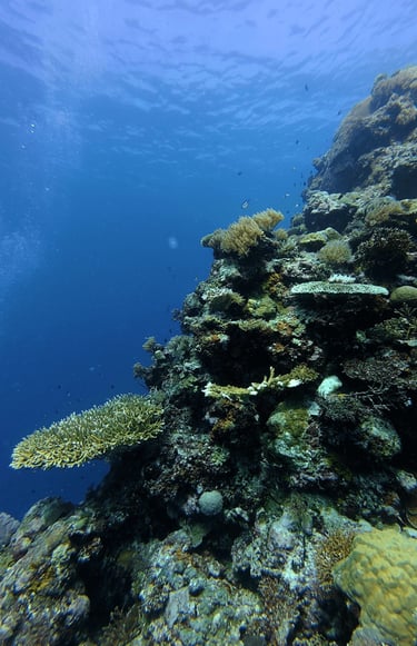 Four Seasons Explorer Palau Diving
