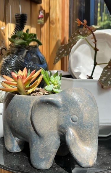Plants, terrariums, and plant cuttings available for purchase. 