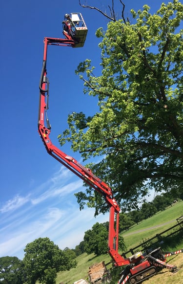 MEWP aerial pruning / chainsaw from MEWP