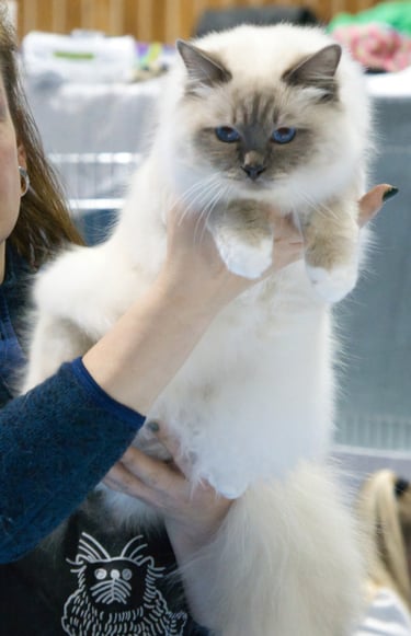 Blåmasket Hellig Birma | Junior Champion Kitten Champion (N) Kamahamas Lord Kimball