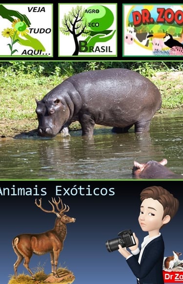 Animais Exóticos - Doutor Zoo