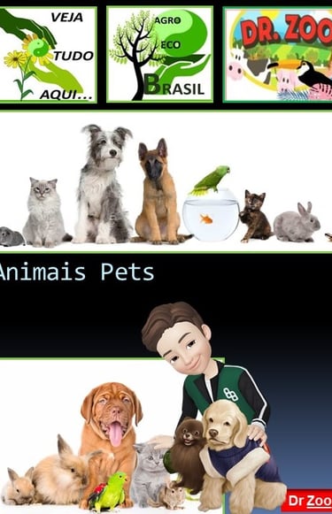 Animais Pets - Doutor Zoo