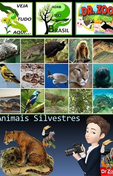 Animais Silvestres - Doutor Zoo