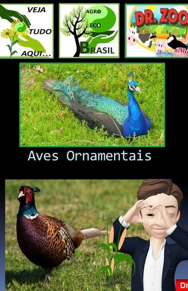 Aves Ornamentais - Doutor Zoo