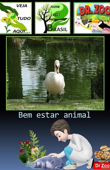 Bem Estar Animal - Doutor Zoo