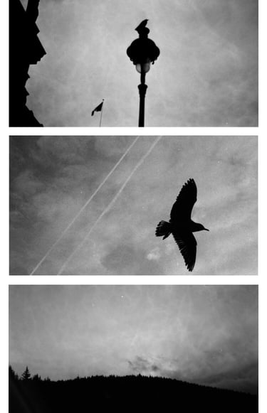 triptyque d'un oiseau à l'argentique