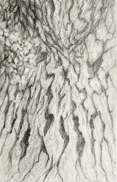 A graphite drawing that depicts a close-up view of the bark of a pear tree