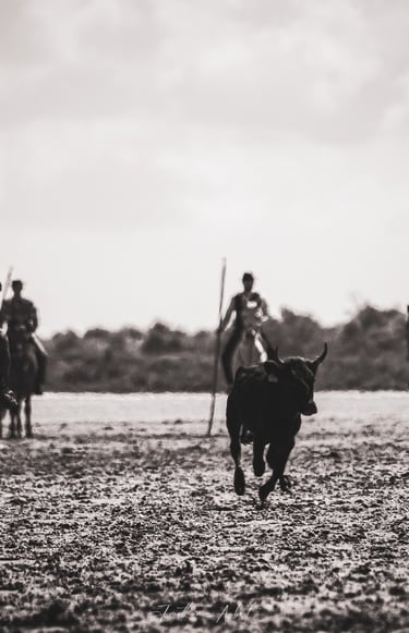 a man riding a horse in a field in camargue