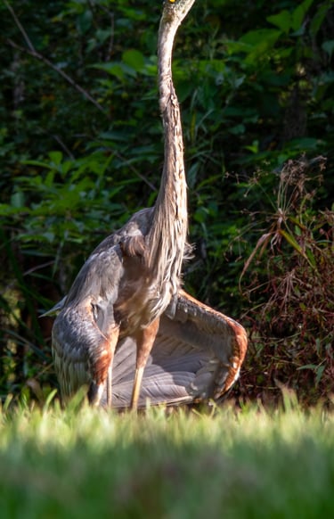 great blue heron doing some sort of mating ritual 