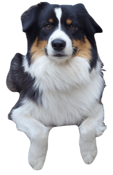 Image of a dog