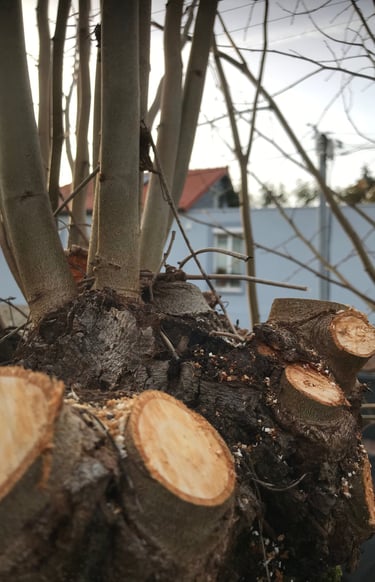 Élagage à Soisy-sur-Seine et aux alentours.
