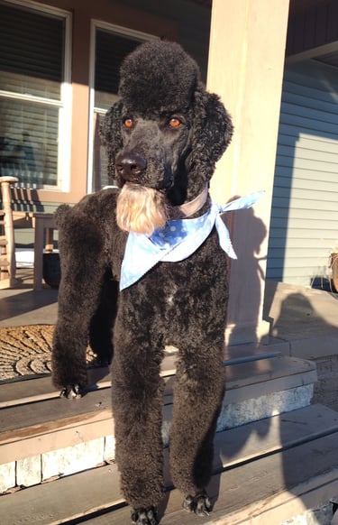 Reed the Smith Lake Standard Poodle
