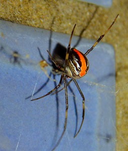 Red Back spider
