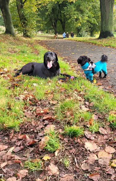 Home Dog Boarding Leeds