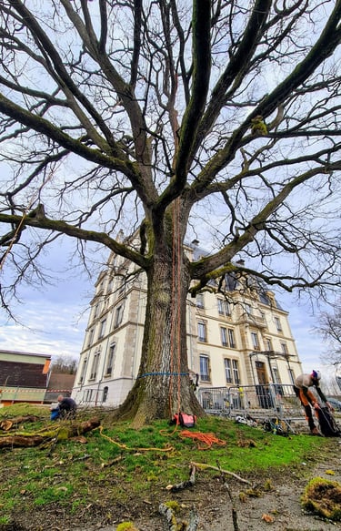 Entretien d'un chêne bicentenaire