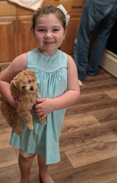 Maltipoo Puppies for Sale