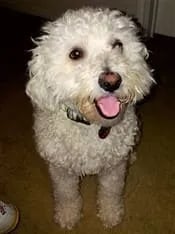 maltipoo-puppy-whining-and-crying