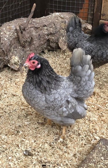 smooth, silkied and frizzled serama eggs from quality serama hens