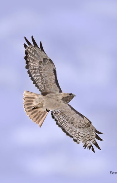 Red Tailed Hawk in flight