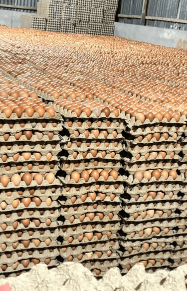 a bunch of eggs in a carton with eggs