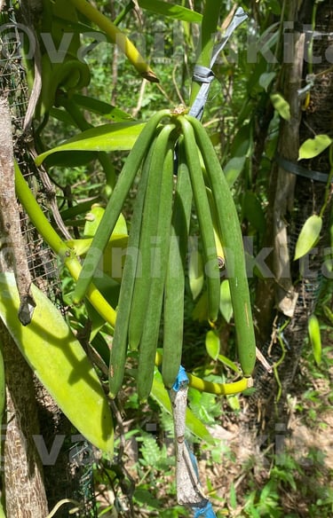 Fresh vanilla beans on tree