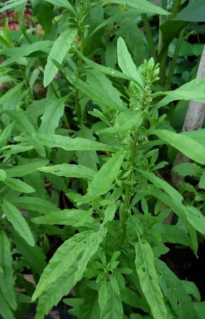 worm grass