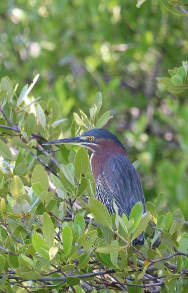 Indian pond heron near mohana river