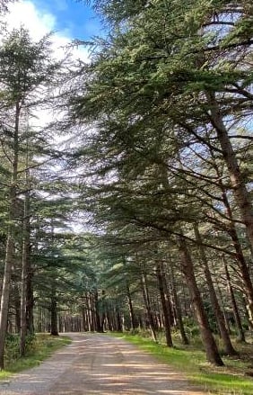 Forêt des Cèdres (Luberon)