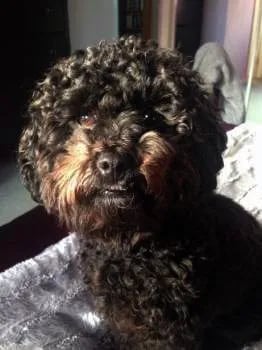 black maltipoo puppy for sale