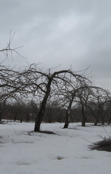 Vanade õunapuude lõikus. Vähem vesivõsusid, saak madalamaks ja puu kergesti hooldatavaks.