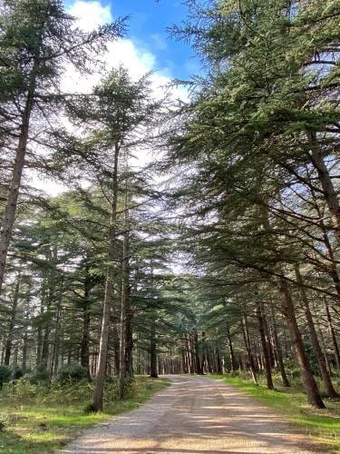 Forêt des Cèdres (Luberon)