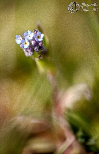 Aller à la page Prose : découvrez l'interaction avec ces photographies d'art.