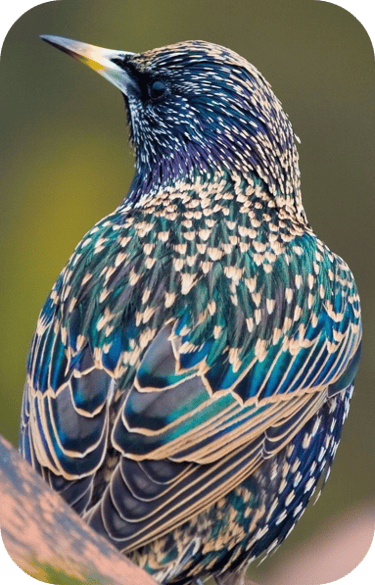 multi-colored european male starling