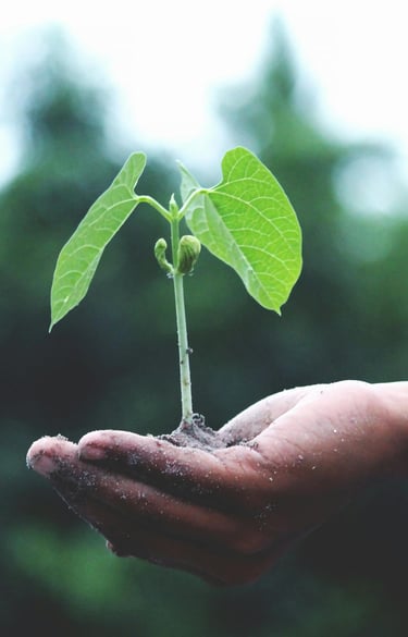 Hand houdt een klein plantje vast, symbool voor vertrouwen, zorg en groei in relaties.