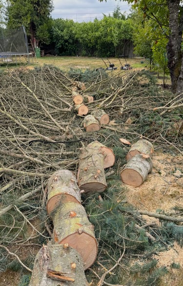 A Snohomish County tree service felled and is processing a tree for removal