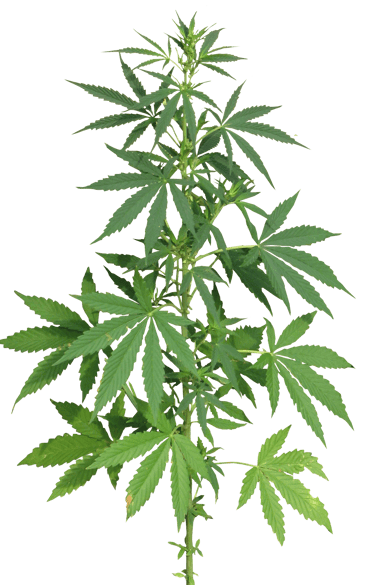 Cannabis plant malta