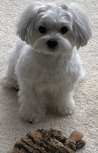 Beautiful White Female Mal-Shi in Texas.